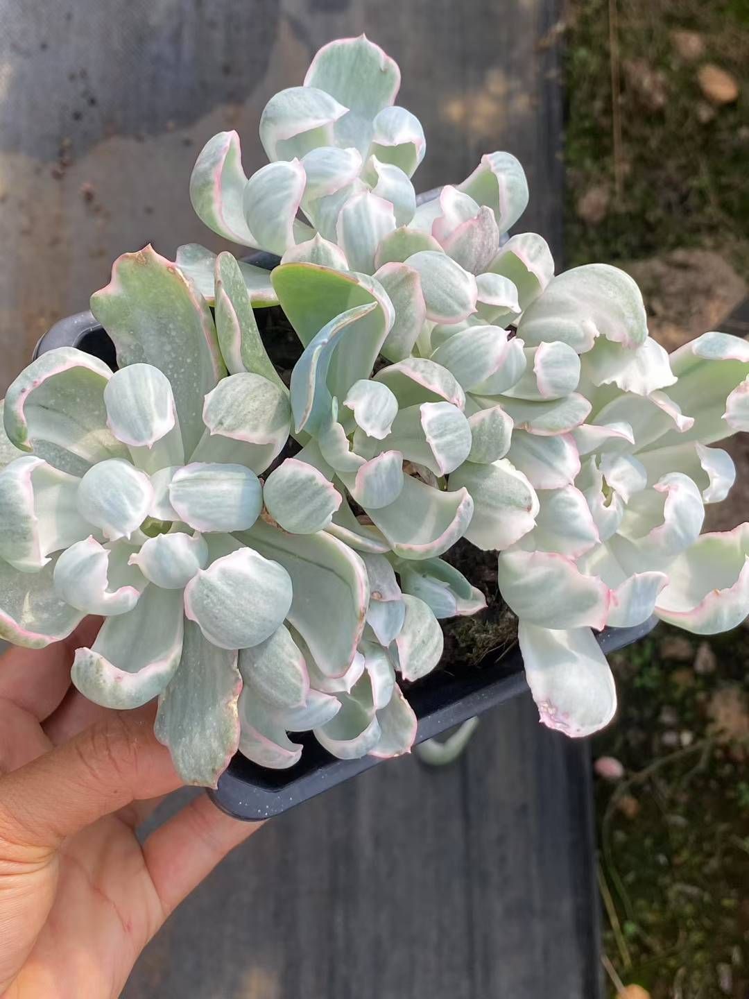 新規オープン記念 バークレー錦×15株 多肉植物 エケベリア セダム アエオニウム 韓国苗 寄せ植え 詰め合わせ QS 1063