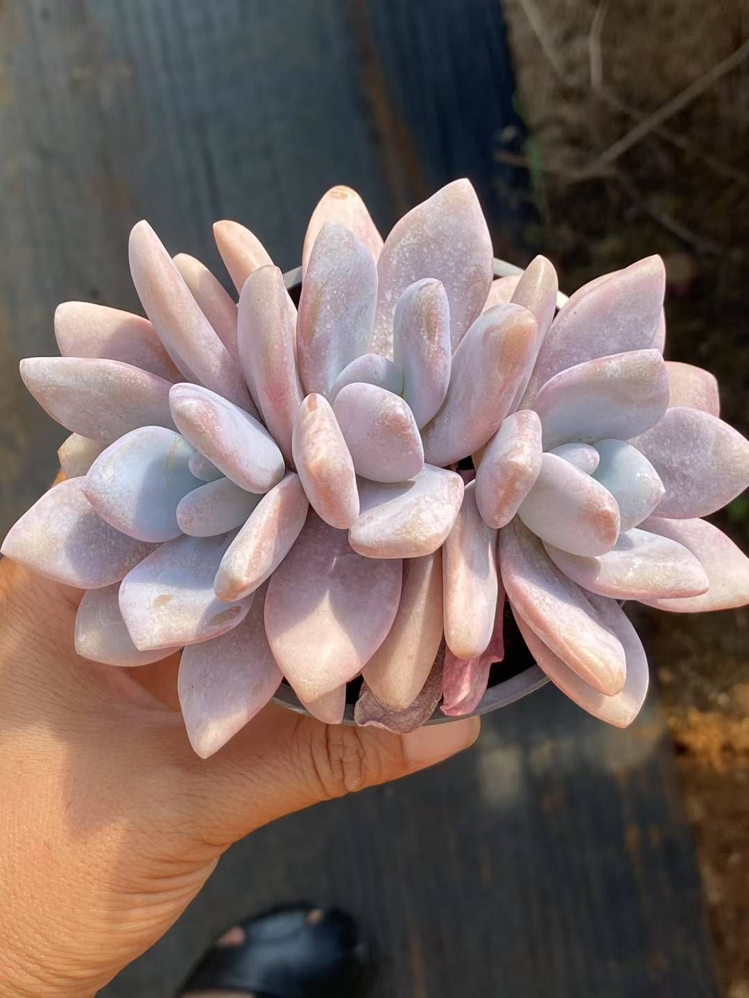 新規オープン記念 ピンクのウサギ多頭×30株 多肉植物 エケベリア セダム アエオニウム 韓国苗 寄せ植え 詰め合わせ QS 1086