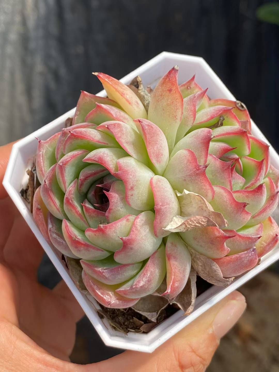 新規オープン記念 ピンク恋歌2頭×50株 多肉植物 エケベリア セダム アエオニウム 韓国苗 寄せ植え 詰め合わせ QS 1065