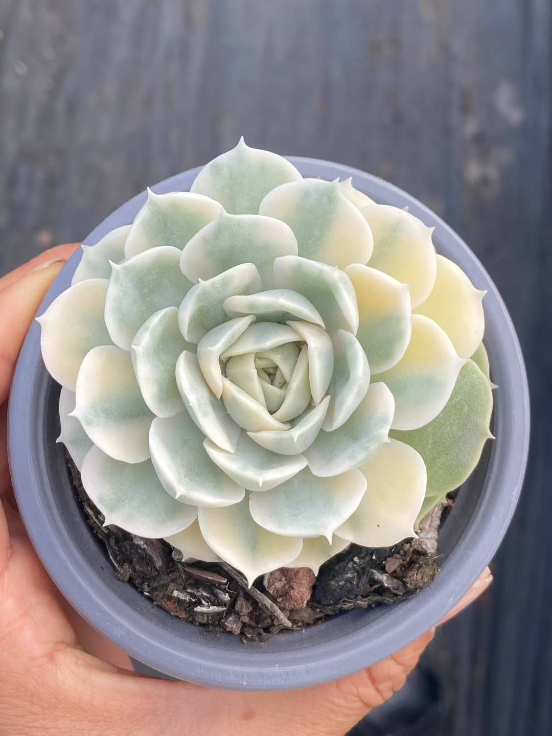 新規オープン記念 アンスノー×30株 多肉植物 エケベリア セダム アエオニウム 韓国苗 寄せ植え 詰め合わせ QS 1090