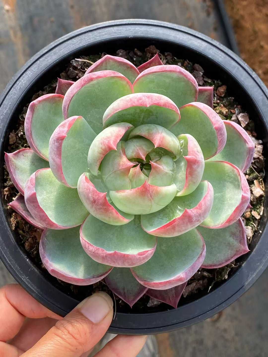 新規オープン記念 カシオ×10株 多肉植物 エケベリア セダム