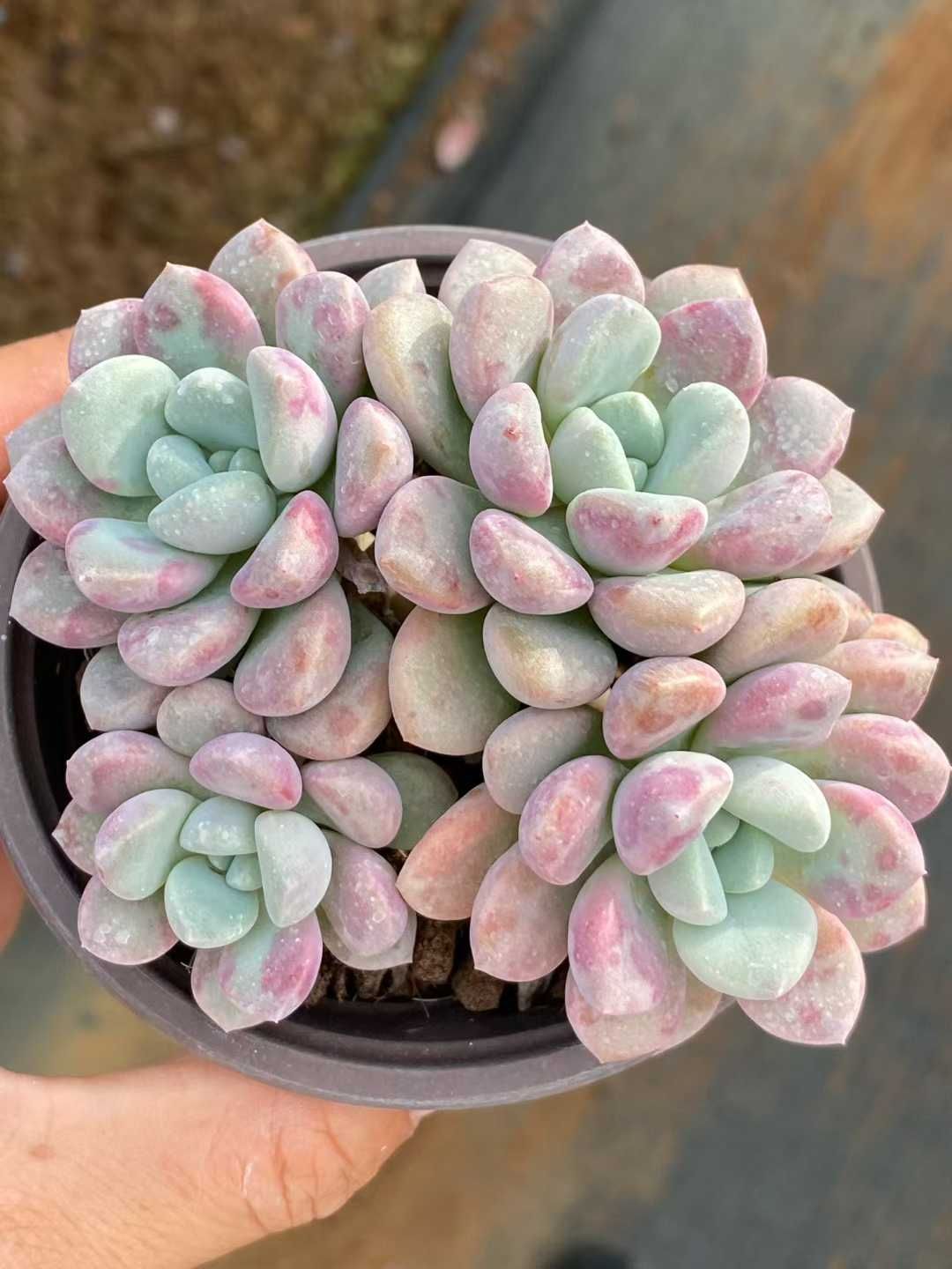 新規オープン記念 オオゴマダラジカ×30株 多肉植物 エケベリア セダム