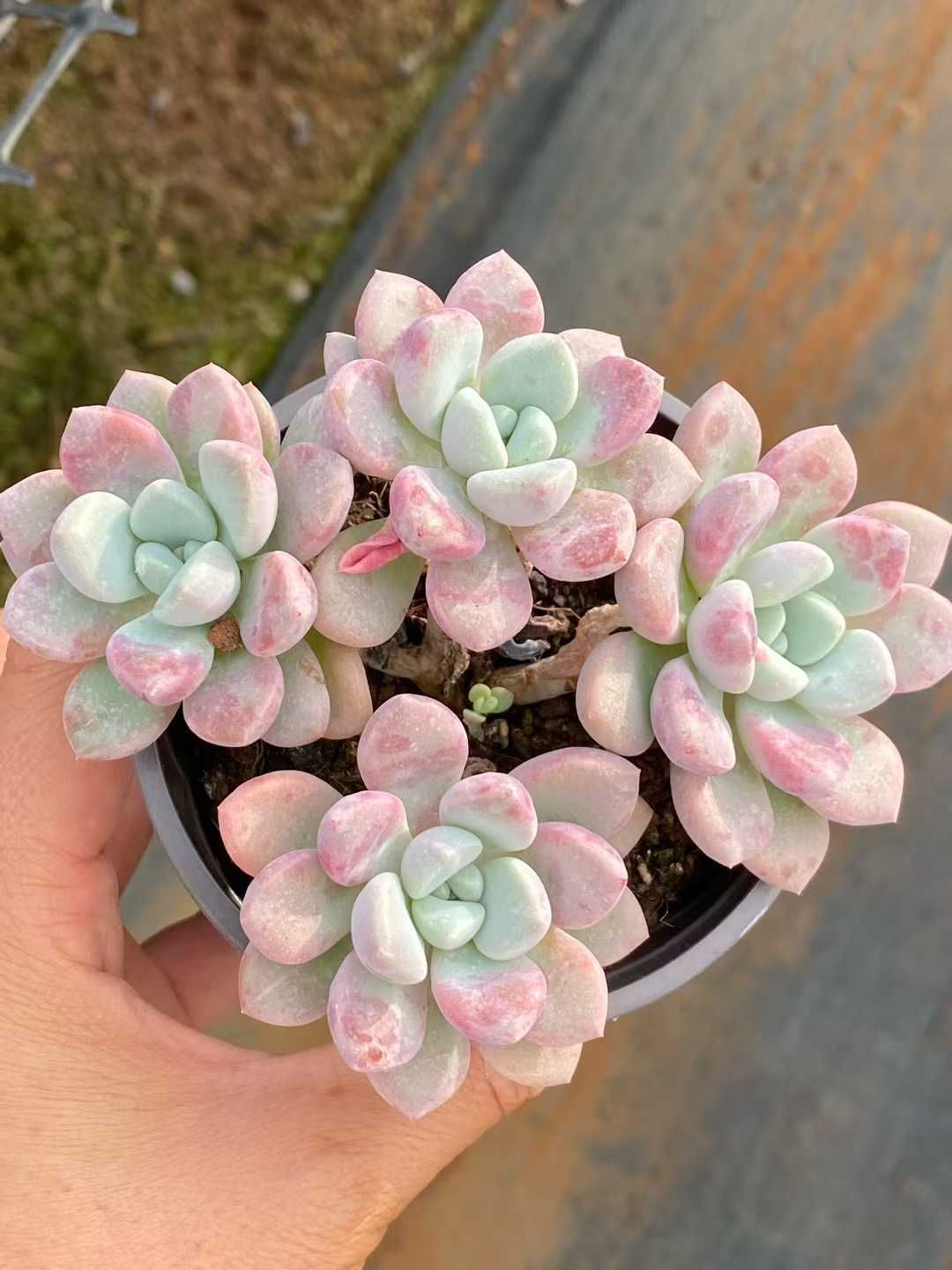 新規オープン記念 オオゴマダラジカ×30株 多肉植物 エケベリア セダム