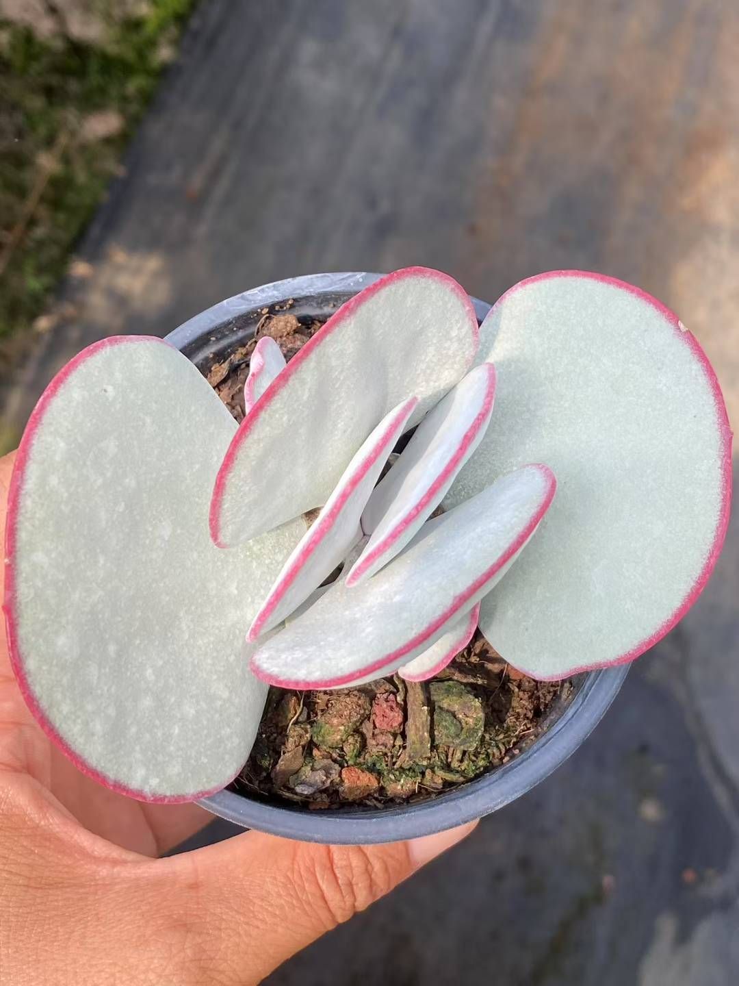 新規オープン記念 コチレドン ハクビ 30株 多肉植物 エケベリア セダム アエオニウム 韓国苗 寄せ植え 詰め合わせ QS 1076