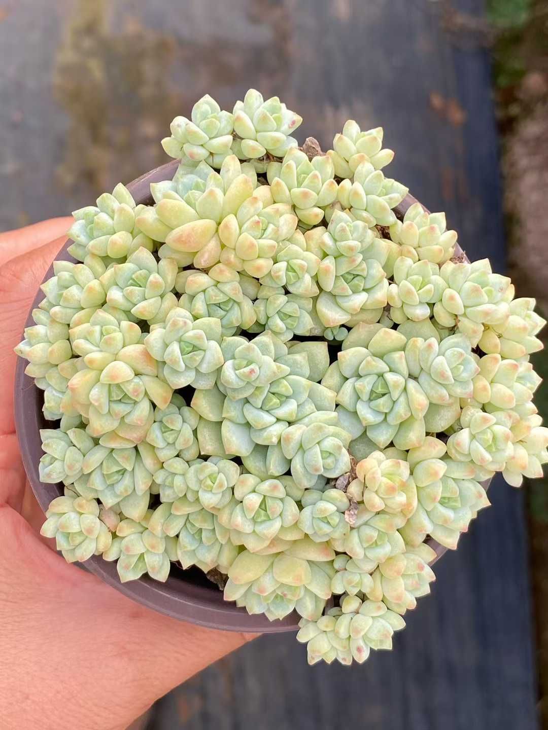 新入荷 キャラメルの妖精×24鉢 多肉植物 土鉢づき エケベリア セダム アエオニウム 韓国苗 寄せ植え 詰め合わせ QS 1109