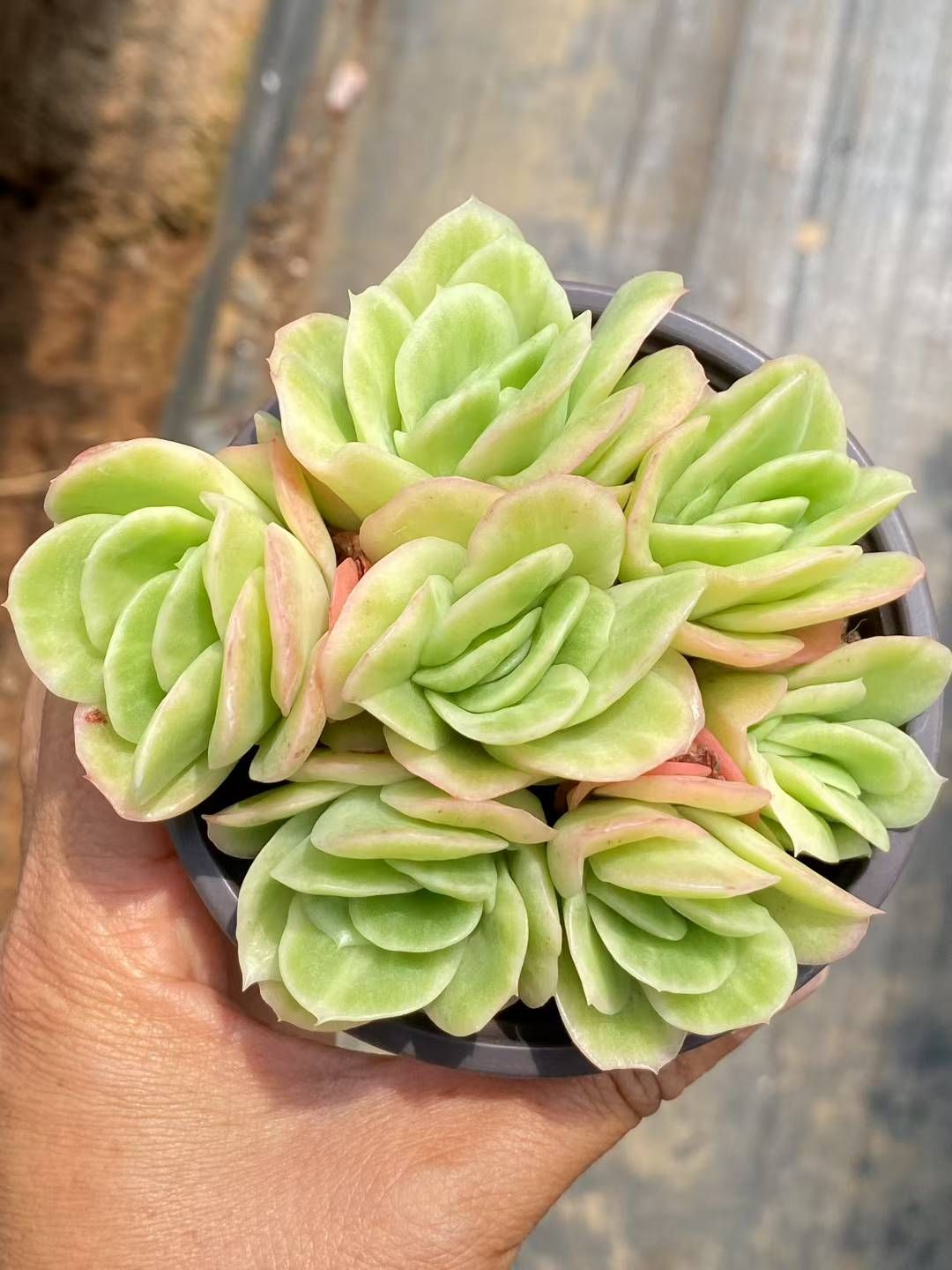 新規オープン記念 アイスローズ×30株 多肉植物 エケベリア セダム アエオニウム 韓国苗 寄せ植え 詰め合わせ QS 1084