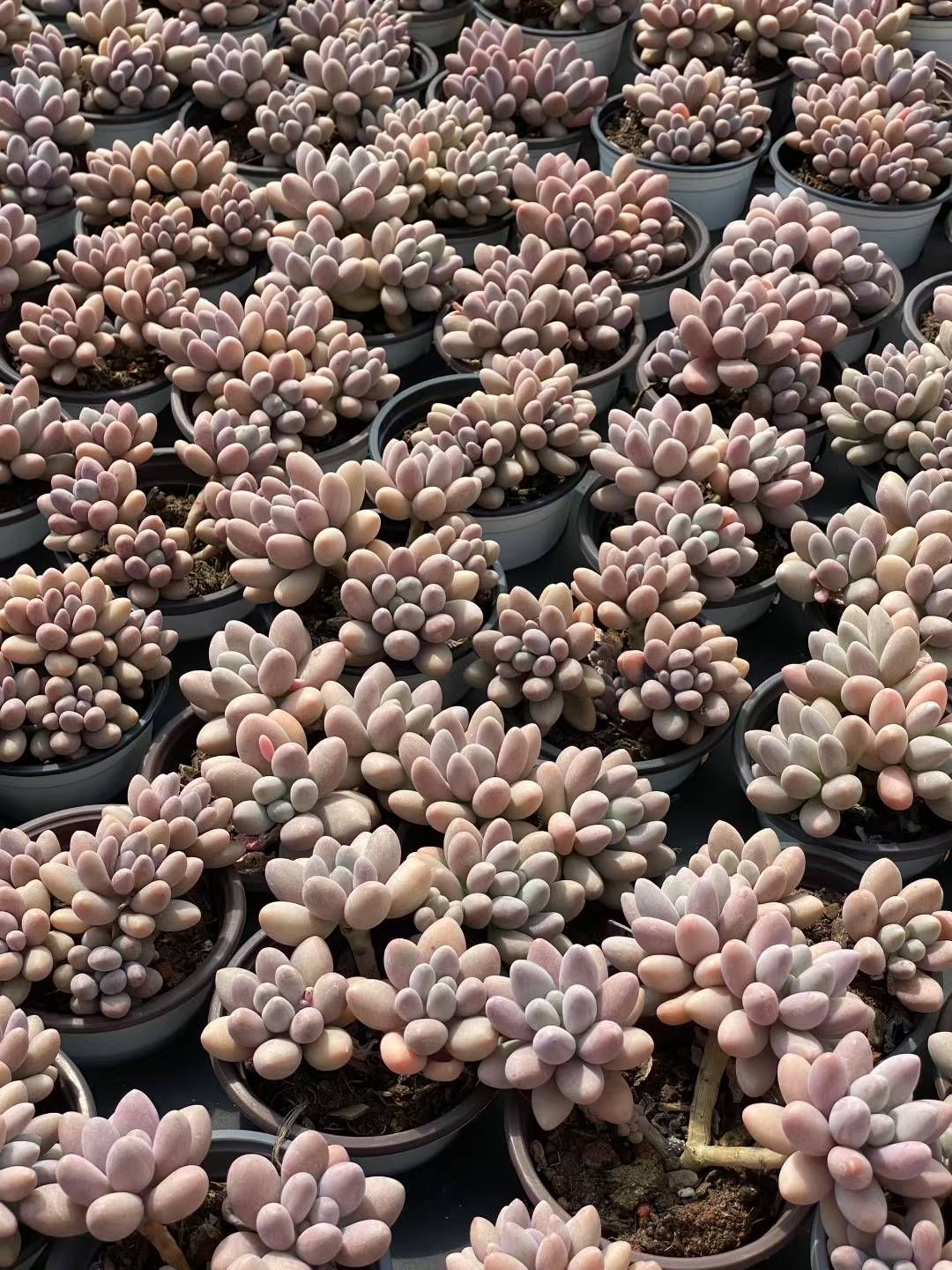 新規オープン記念 エッグフィンガー 18株 多肉植物 エケベリア セダム アエオニウム 韓国苗 寄せ植え 詰め合わせ QS 1043