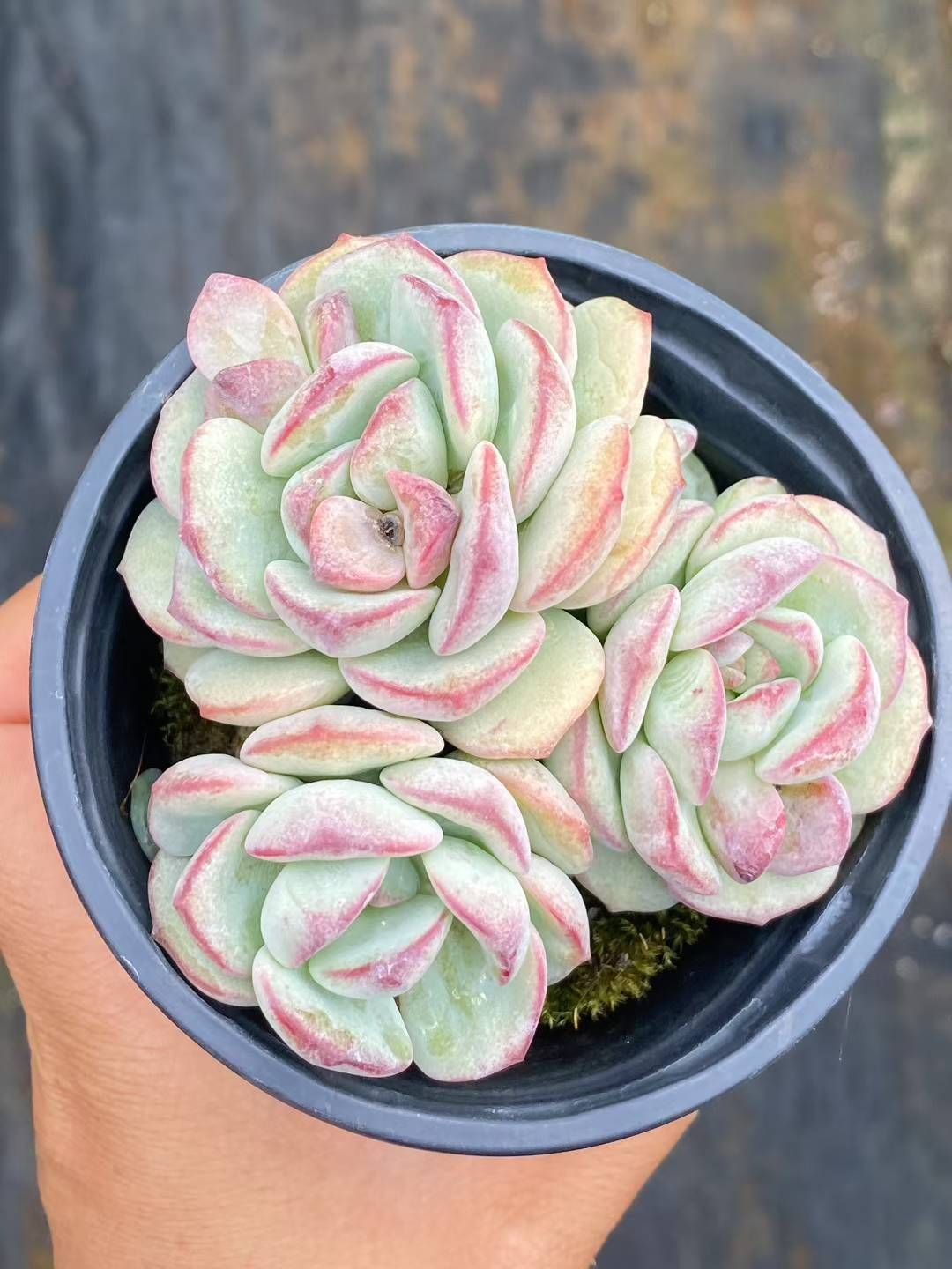 新規オープン記念 プジィ×30株 多肉植物 エケベリア セダム