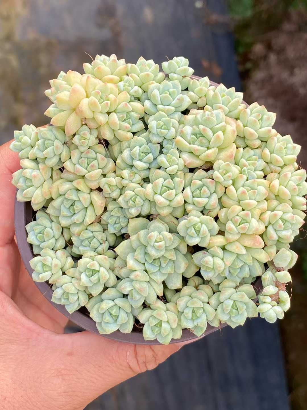 新入荷 キャラメルの妖精×24鉢 多肉植物 土鉢づき エケベリア セダム アエオニウム 韓国苗 寄せ植え 詰め合わせ QS 1109