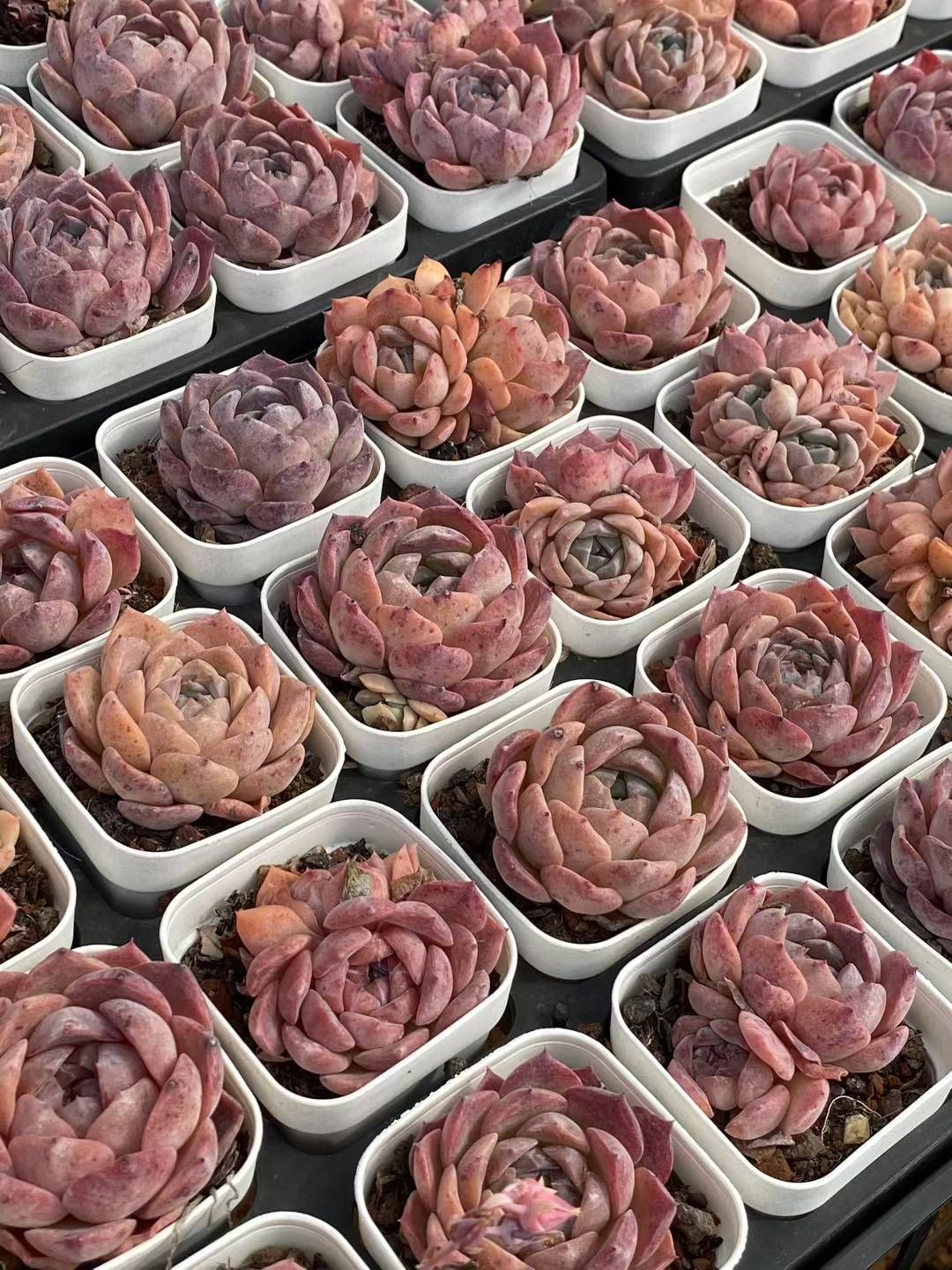 新規オープン記念 氷の人形 50株 多肉植物 エケベリア セダム アエオニウム 韓国苗 寄せ植え 詰め合わせ QS 1056