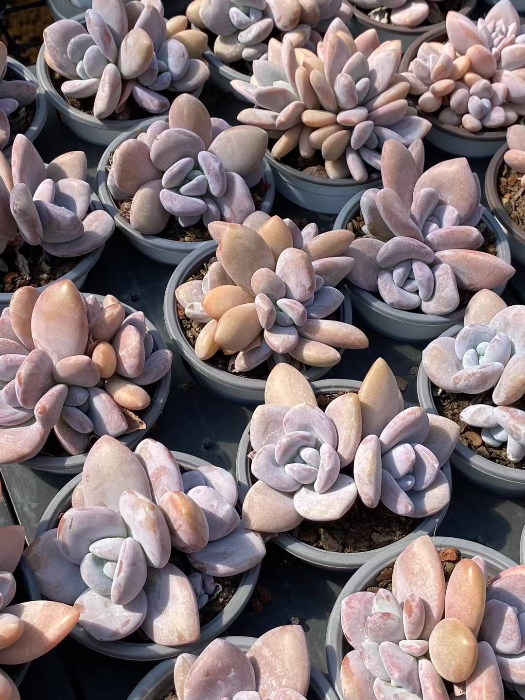 新規オープン記念 ピンクのウサギ2頭 30株 多肉植物 エケベリア セダム アエオニウム 韓国苗 寄せ植え 詰め合わせ QS 1085