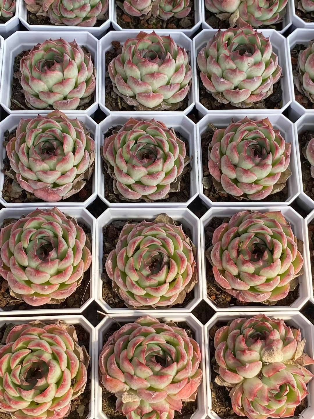 新規オープン記念 ピンク恋歌×50株 多肉植物 エケベリア セダム アエオニウム 韓国苗 寄せ植え 詰め合わせ QS 1064