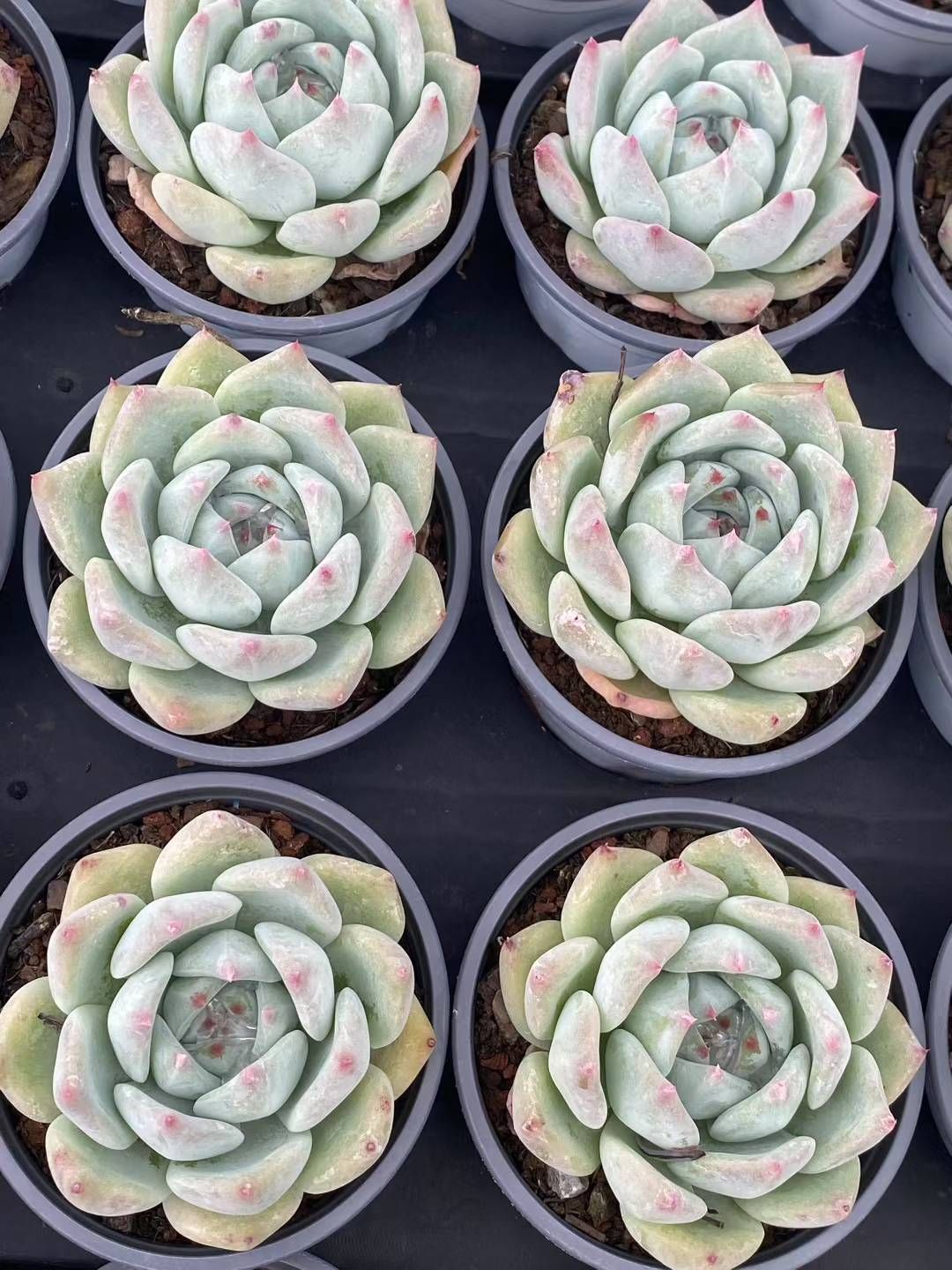 新規オープン記念 ホワイトシュガー×30株 多肉植物 エケベリア セダム