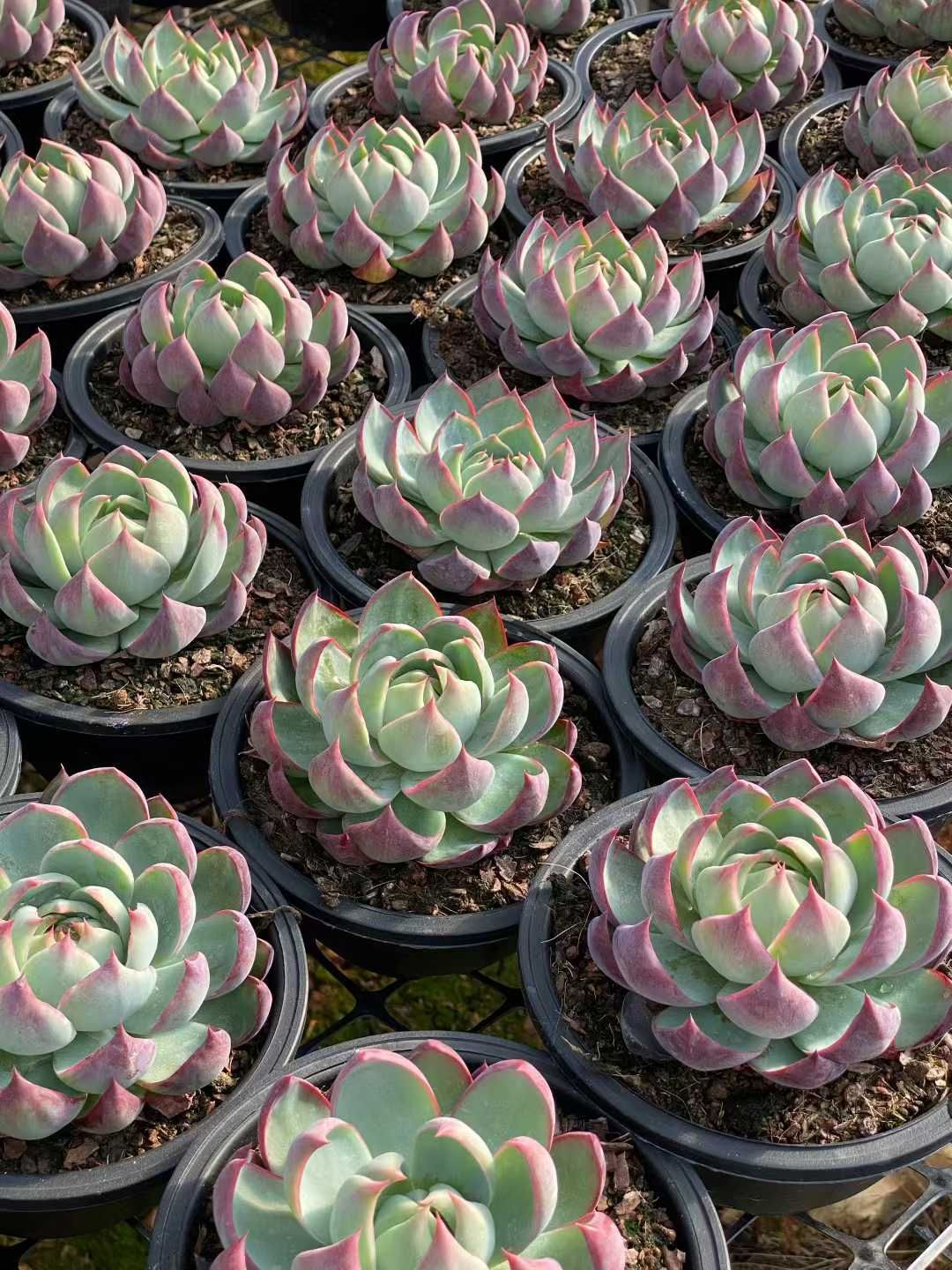 Top【選抜株】多肉植物　264316カシオ　12個　鉢無し/脱土 新規オープン記念 カシオ×10株 多肉植物 エケベリア セダム