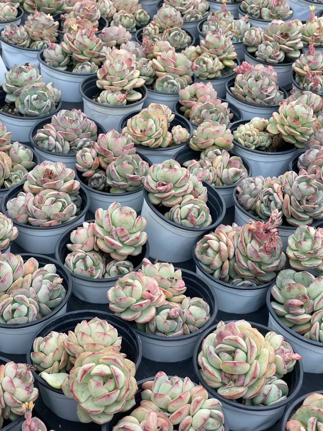 新規オープン記念 プジィ×30株 多肉植物 エケベリア セダム