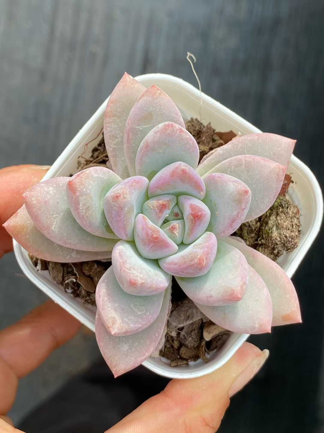 新規オープン記念 スタースノー×50株 多肉植物 エケベリア セダム