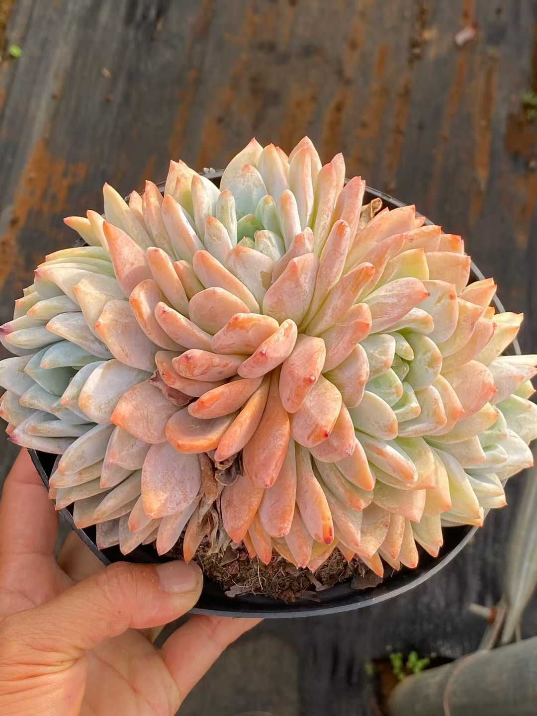 新規オープン記念 オレンジモンロー群生×15株 多肉植物 エケベリア