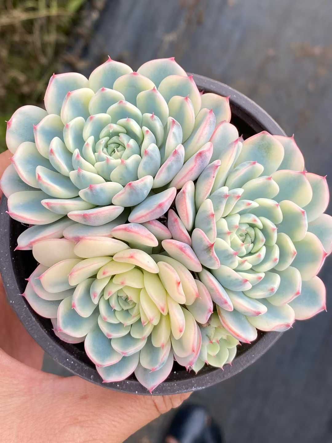 新規オープン記念 ブルミニマ錦×18株 多肉植物 エケベリア セダム