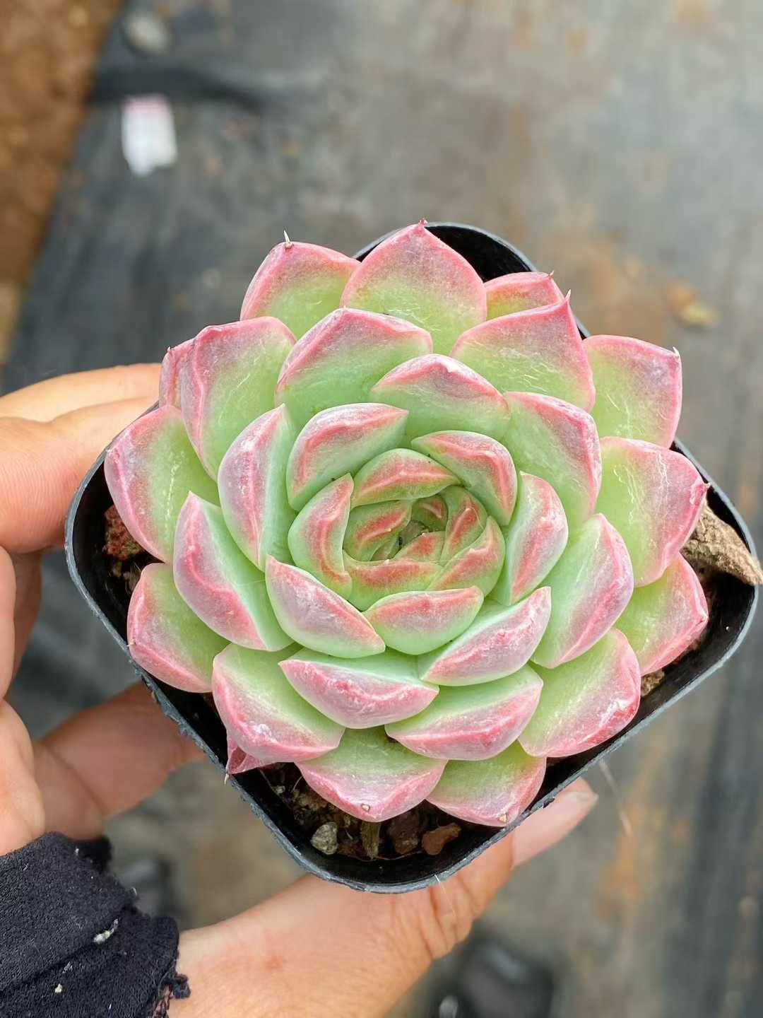 蠣崎マコトさんのバタフライカップ 蠣崎マコトさんのバタフライカップ