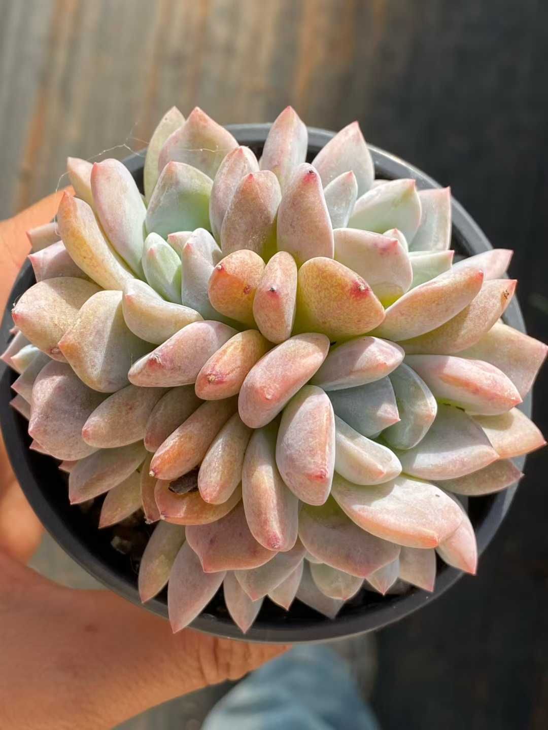 新規オープン記念 オレンジモンロー群生×18株 多肉植物 エケベリア