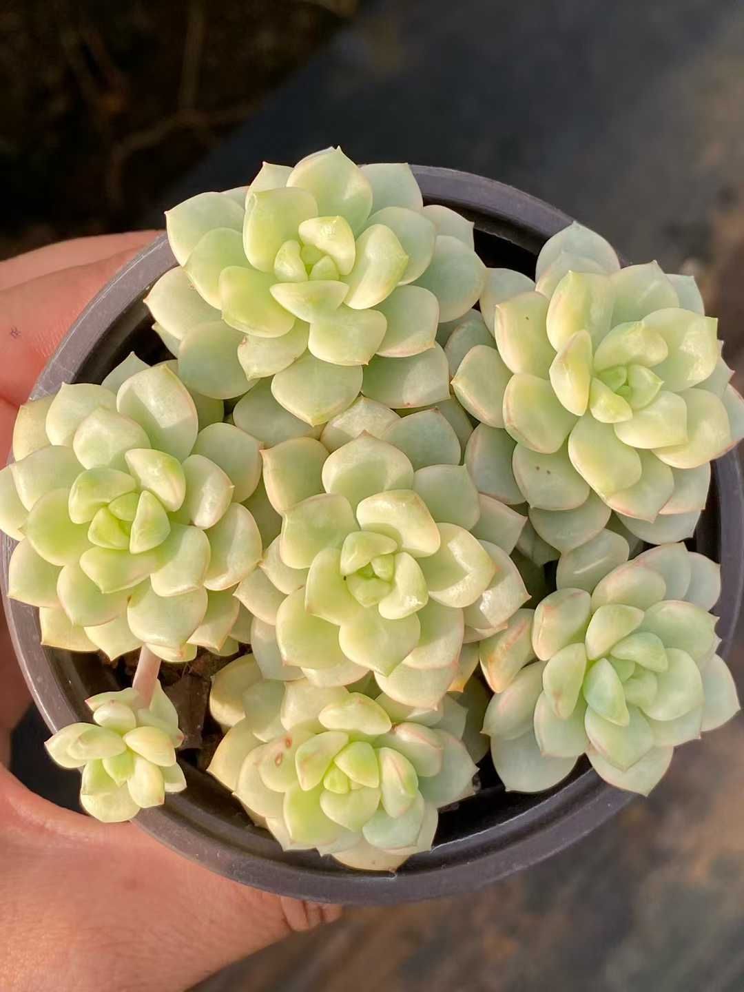 新規オープン記念 タンゴ錦×18株 多肉植物 エケベリア セダム