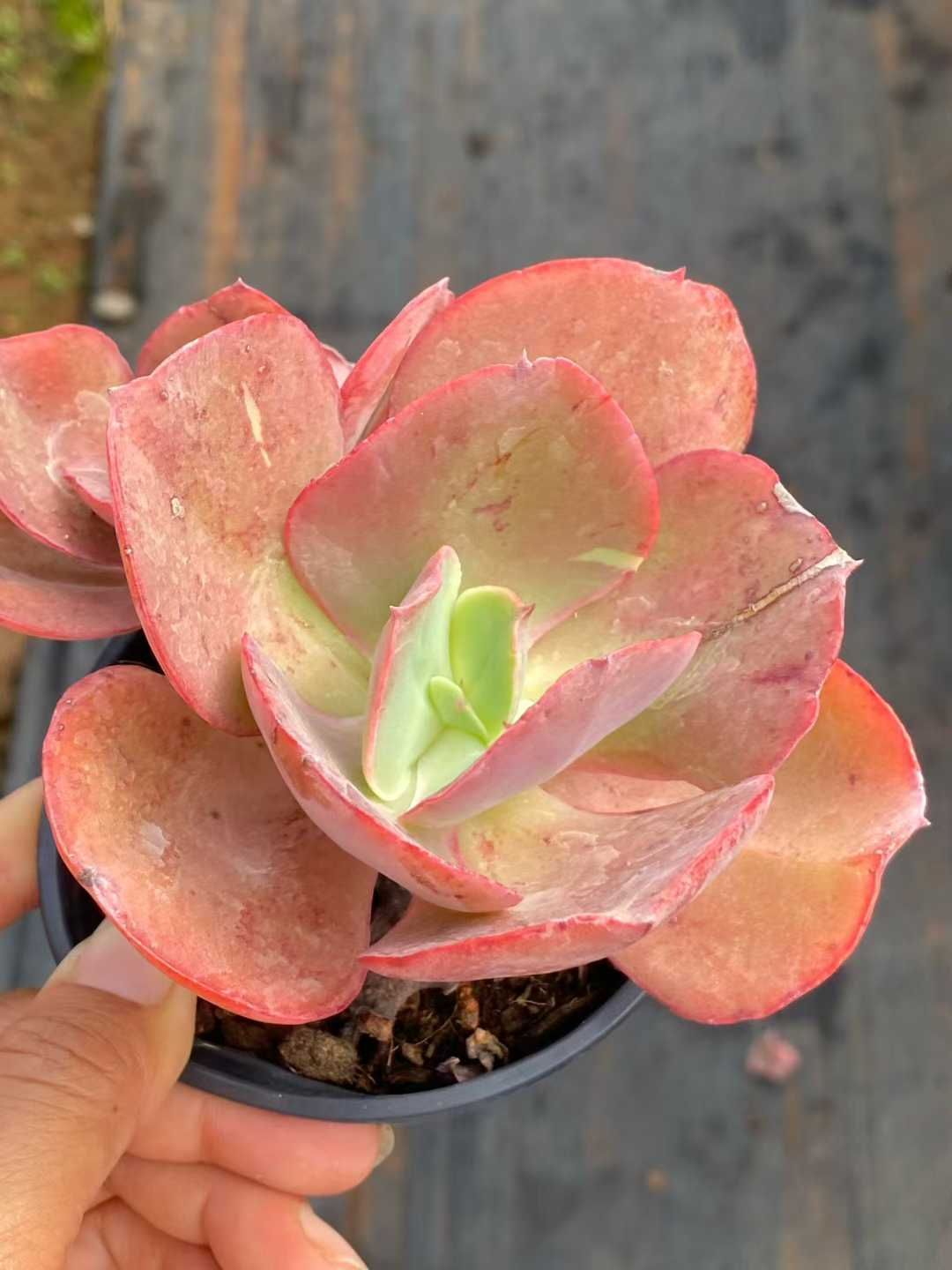 新規オープン記念 スヨン（大きい葉）×18株 多肉植物 エケベリア