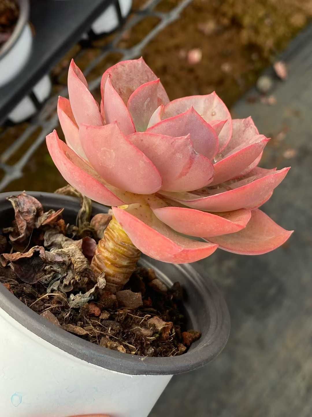 新規オープン記念 スヨン（大きい葉）×18株 多肉植物 エケベリア