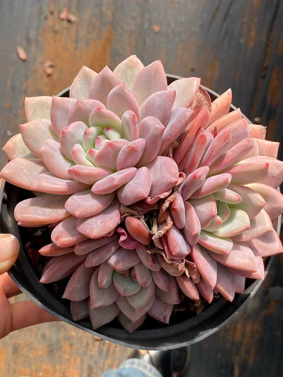 新規オープン記念 0×6株 多肉植物 エケベリア セダム アエオニウム