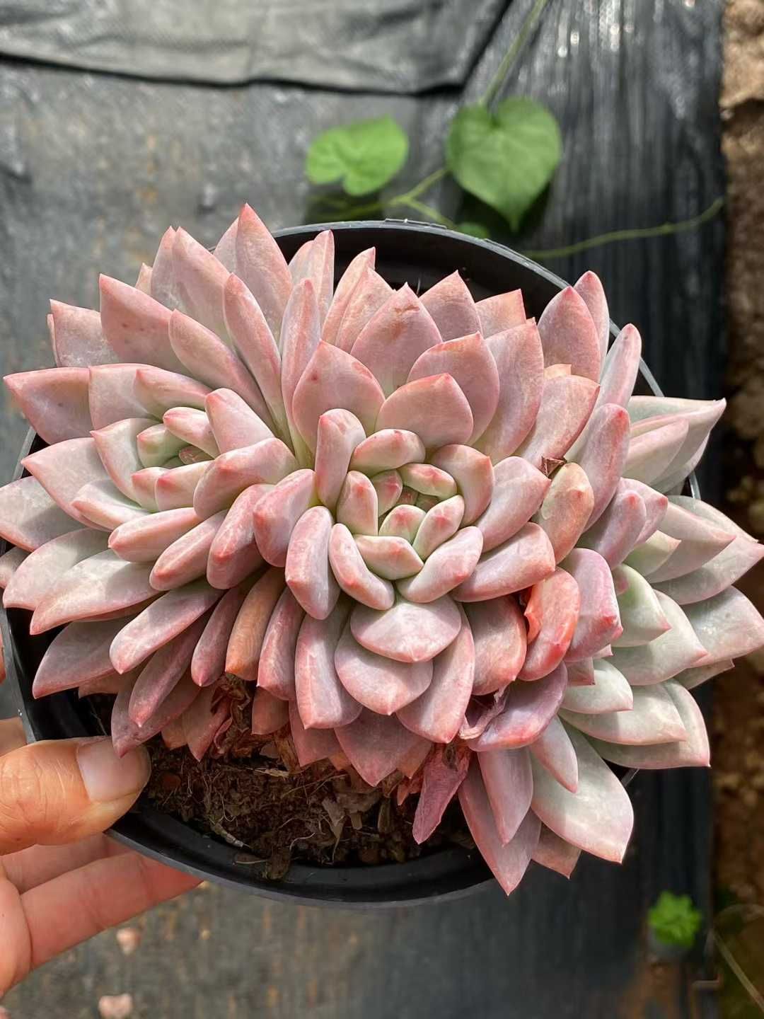 新規オープン記念 0×6株 多肉植物 エケベリア セダム アエオニウム