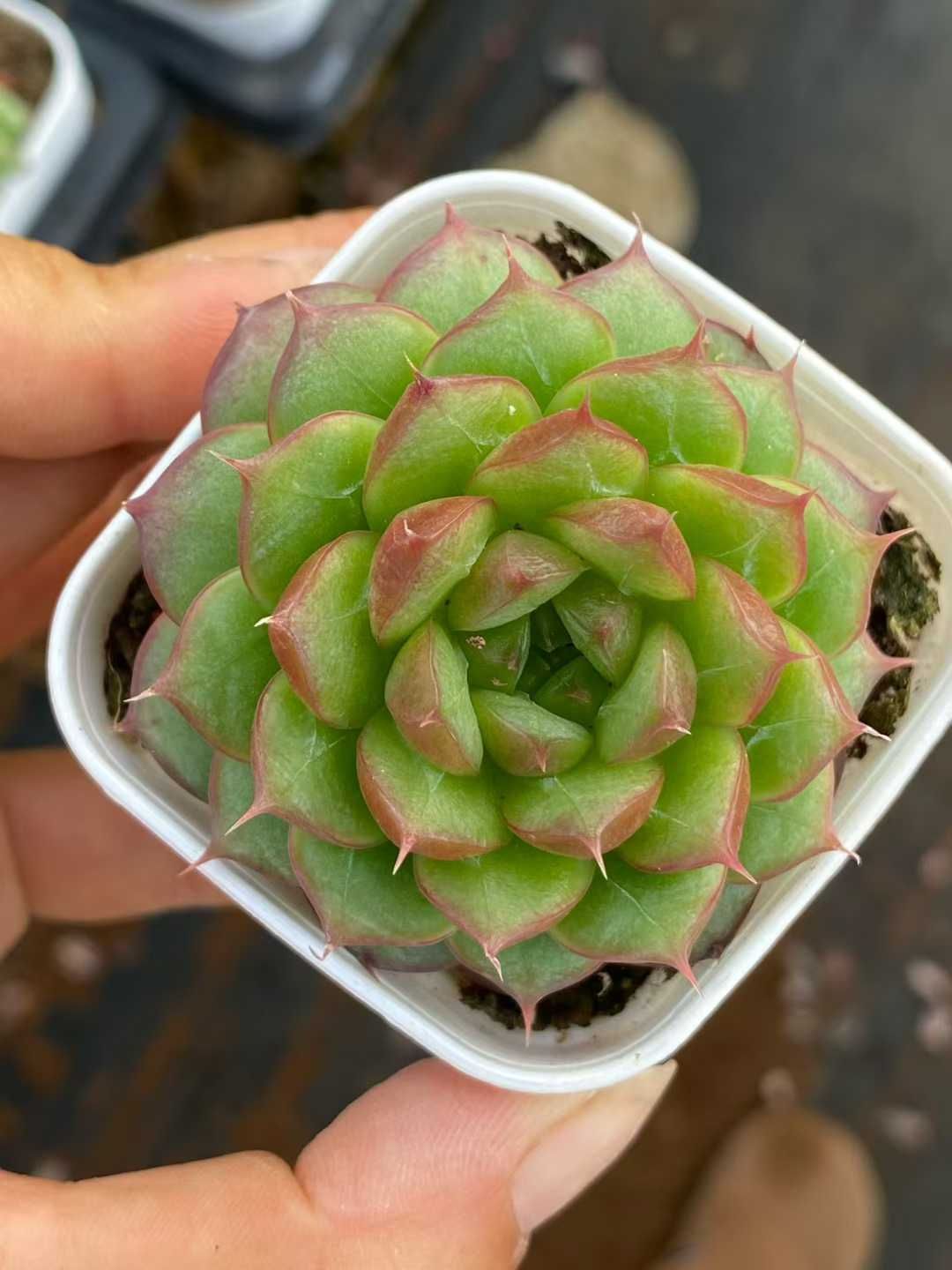 多肉植物　緑ボタン　2カット(カットに付き根っこ有りません) 多肉植物 緑ボタン 2カット(カットに付き根っこ有りません) 多肉植物