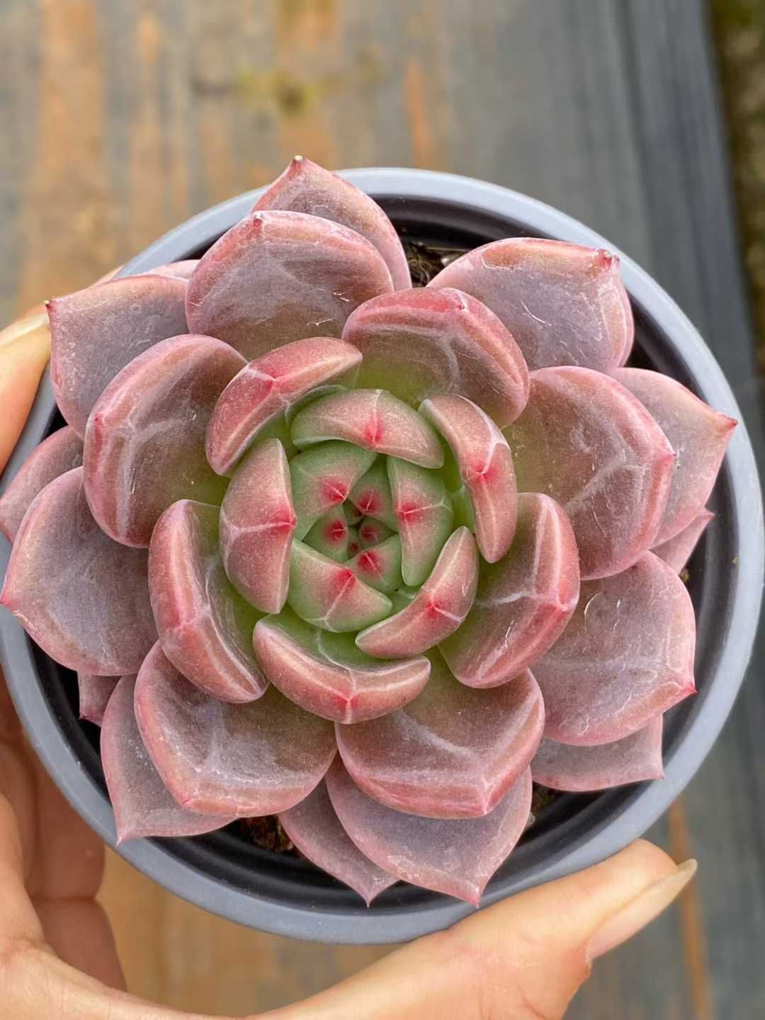 新規オープン記念 オレンジ×24株 多肉植物 エケベリア セダム