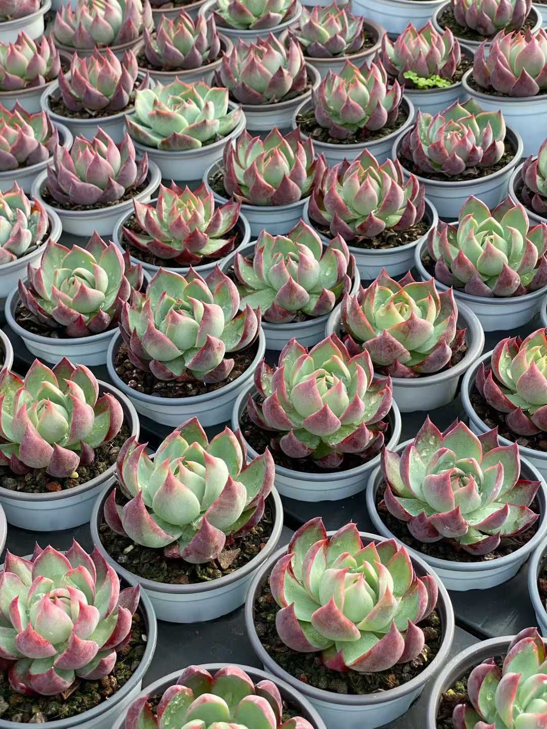 新入荷 カシオ×18株 多肉植物 エケベリア セダム アエオニウム 韓国苗 寄せ植え 詰め合わせ QS1149