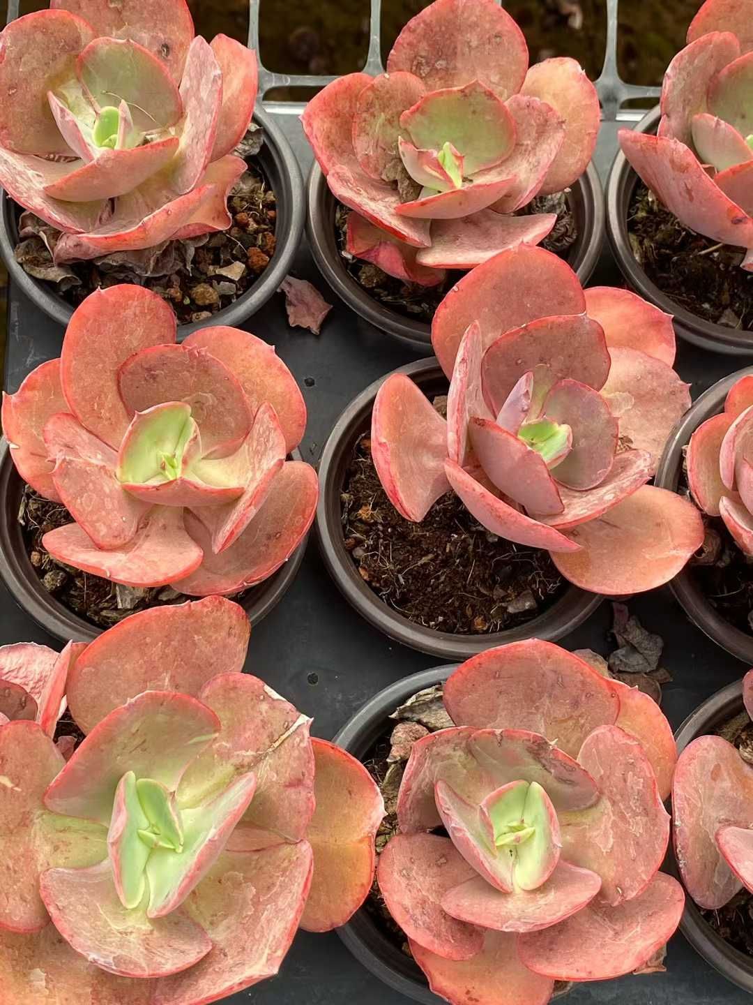 新規オープン記念 スヨン（大きい葉）×18株 多肉植物 エケベリア