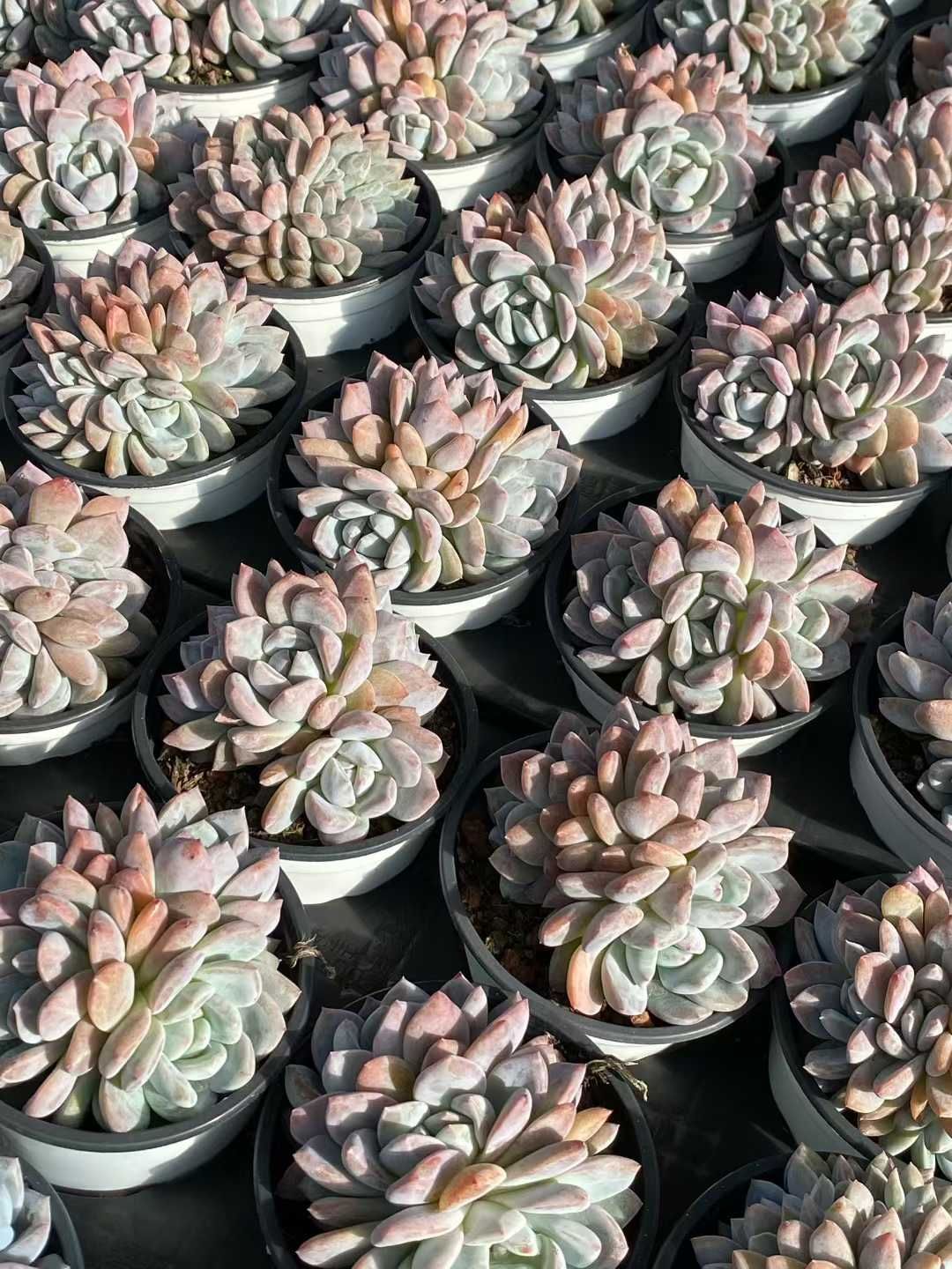新規オープン記念 オレンジモンロー群生×18株 多肉植物 エケベリア