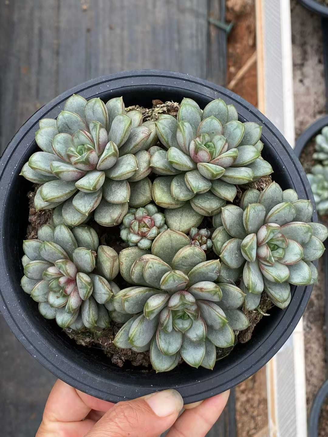 新規オープン記念 ブドウ×6株 多肉植物 エケベリア セダム