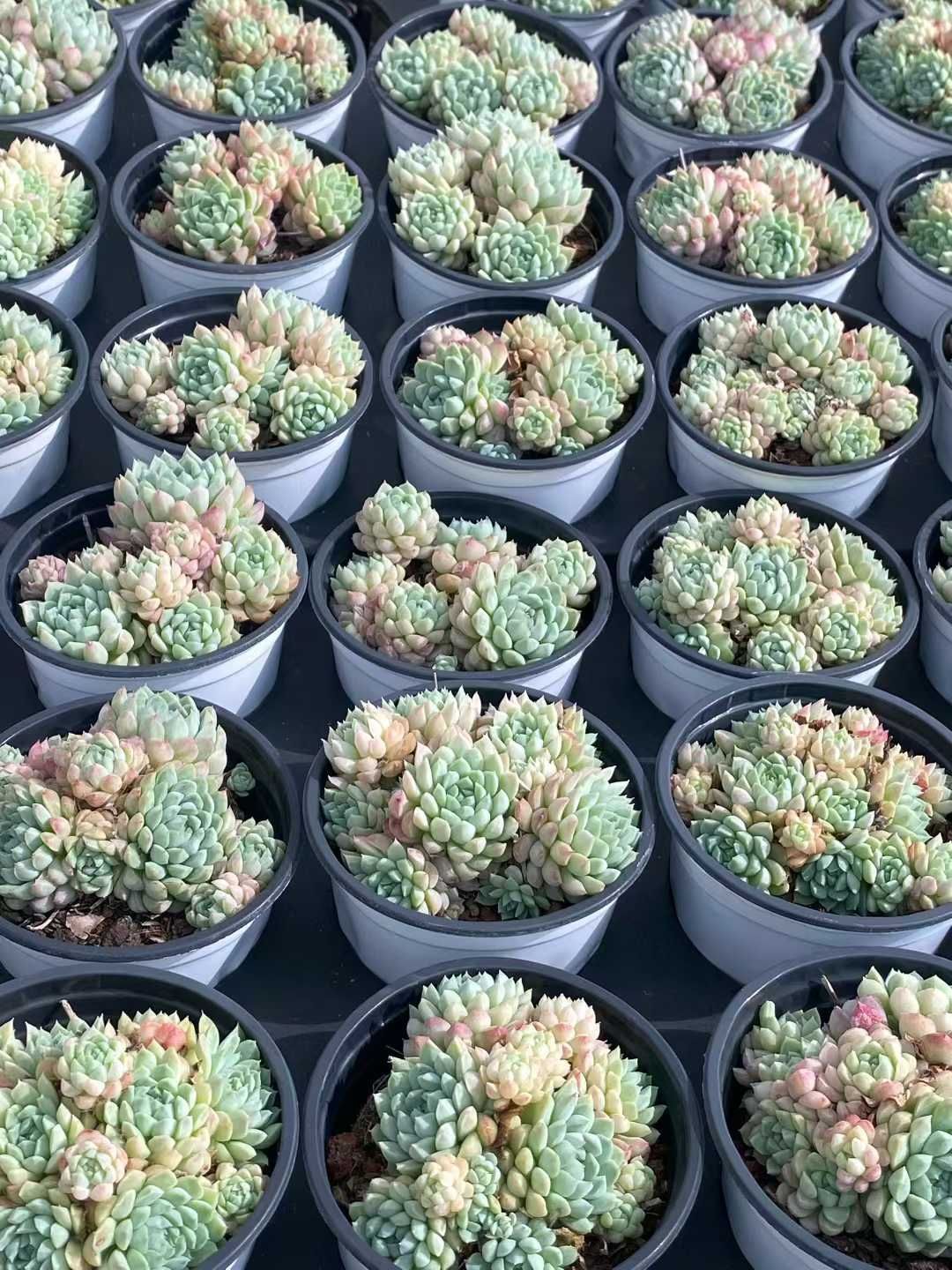 新規オープン記念 ラノリンボール×30株 多肉植物 エケベリア セダム