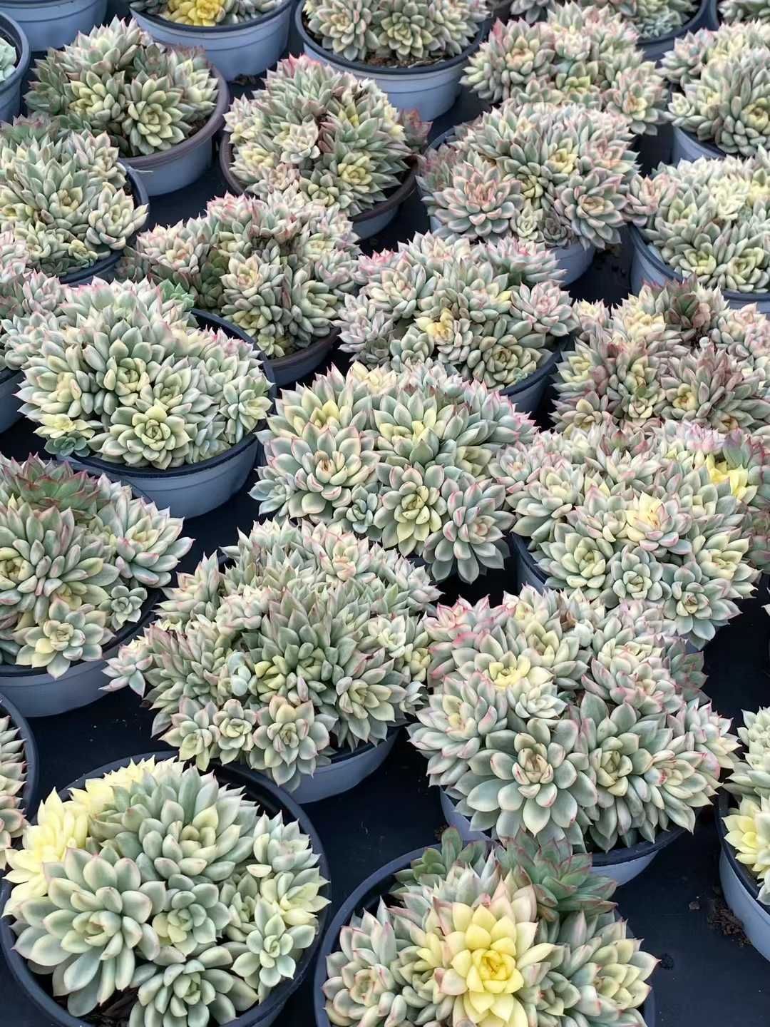 多肉植物 新規オープン記念 女雛錦×18株 多肉植物 エケベリア セダム