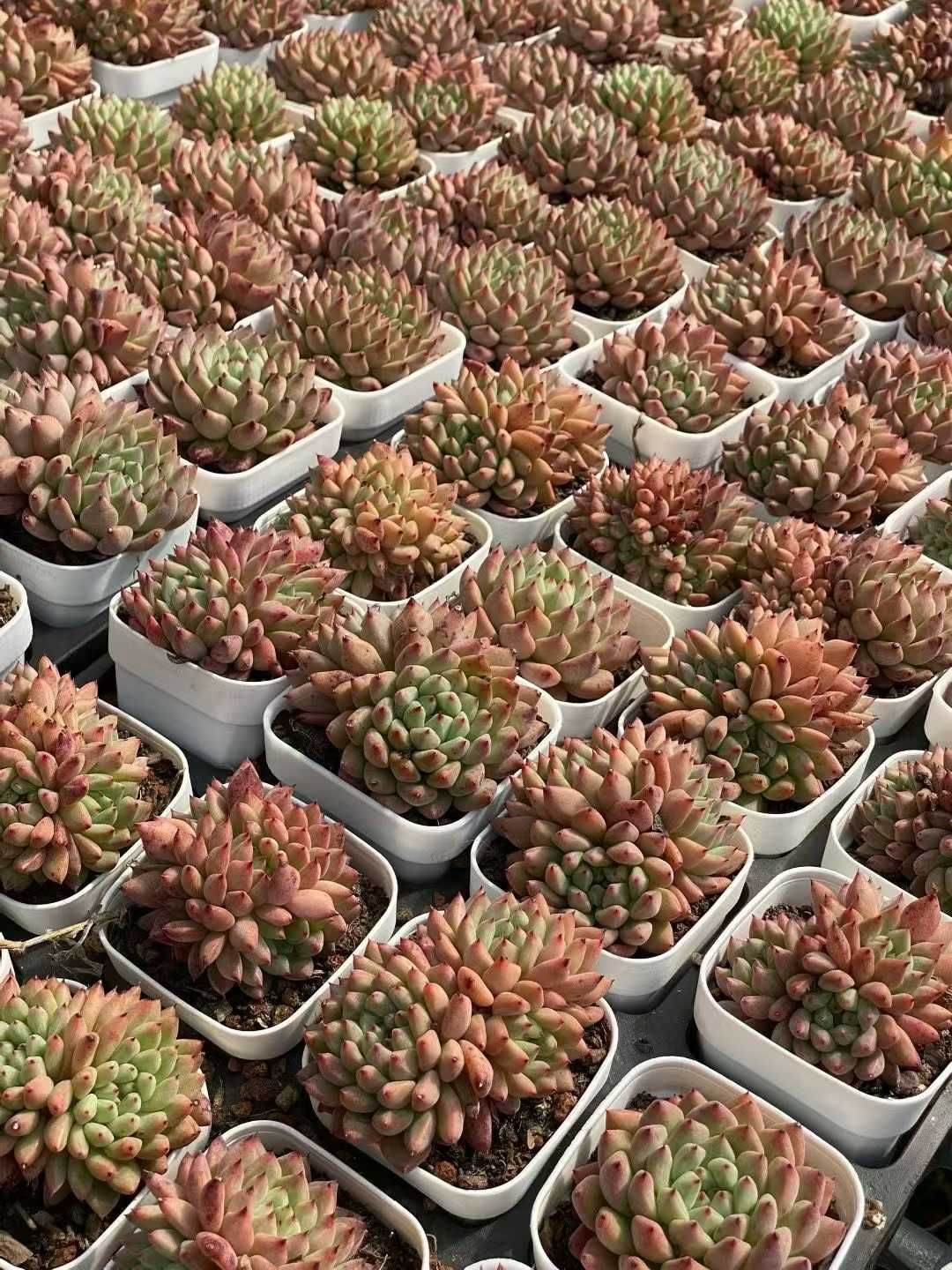 新規オープン記念 ラブリーローズ・オレンジ×50株 多肉植物 エケベリア