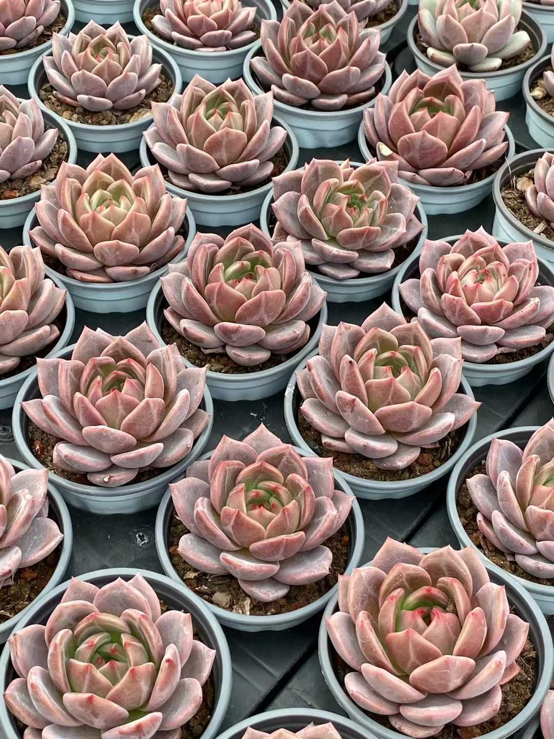 新規オープン記念 オレンジ×24株 多肉植物 エケベリア セダム