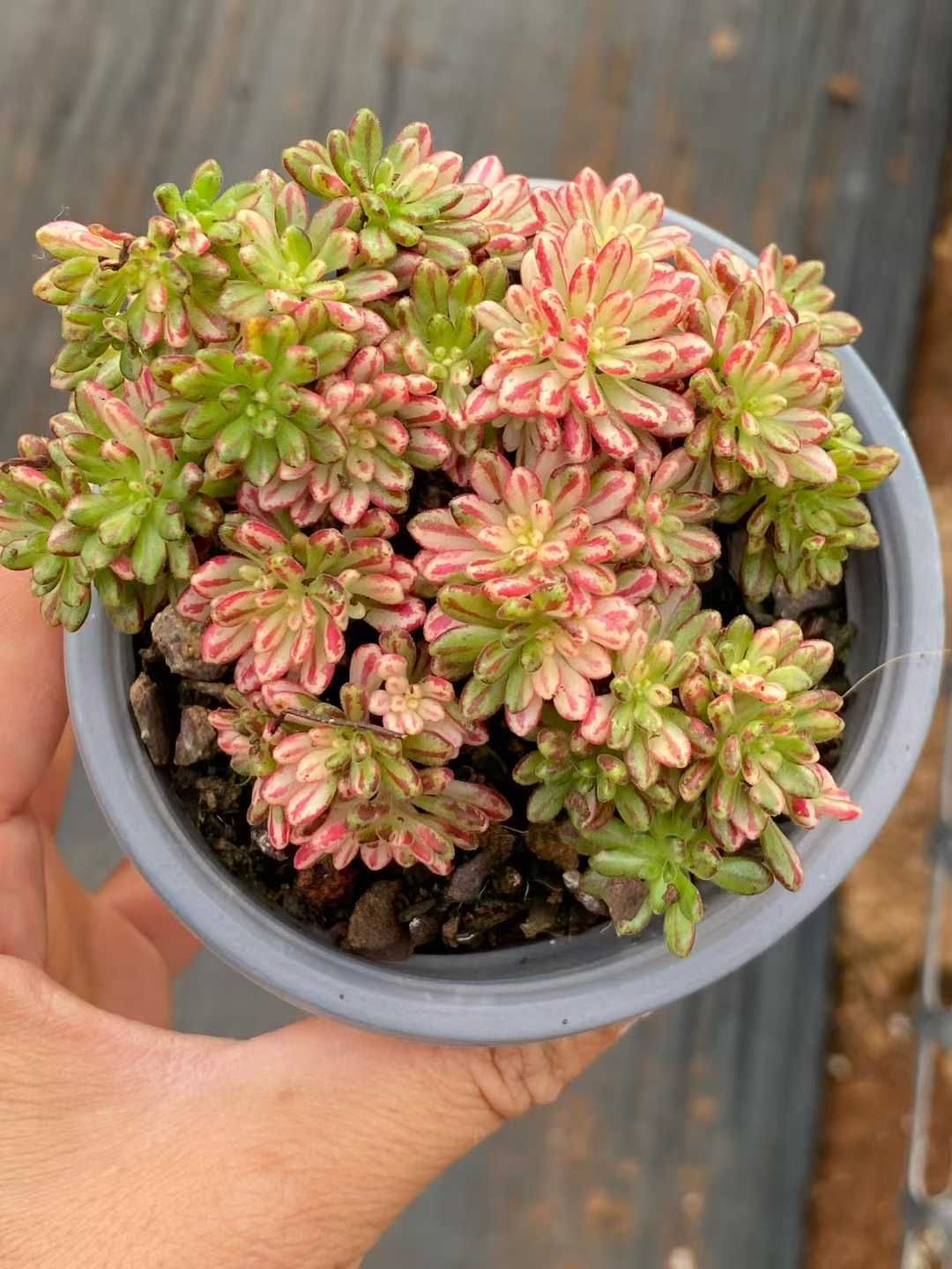 新規オープン記念 小人祭り錦×18株 多肉植物 エケベリア セダム