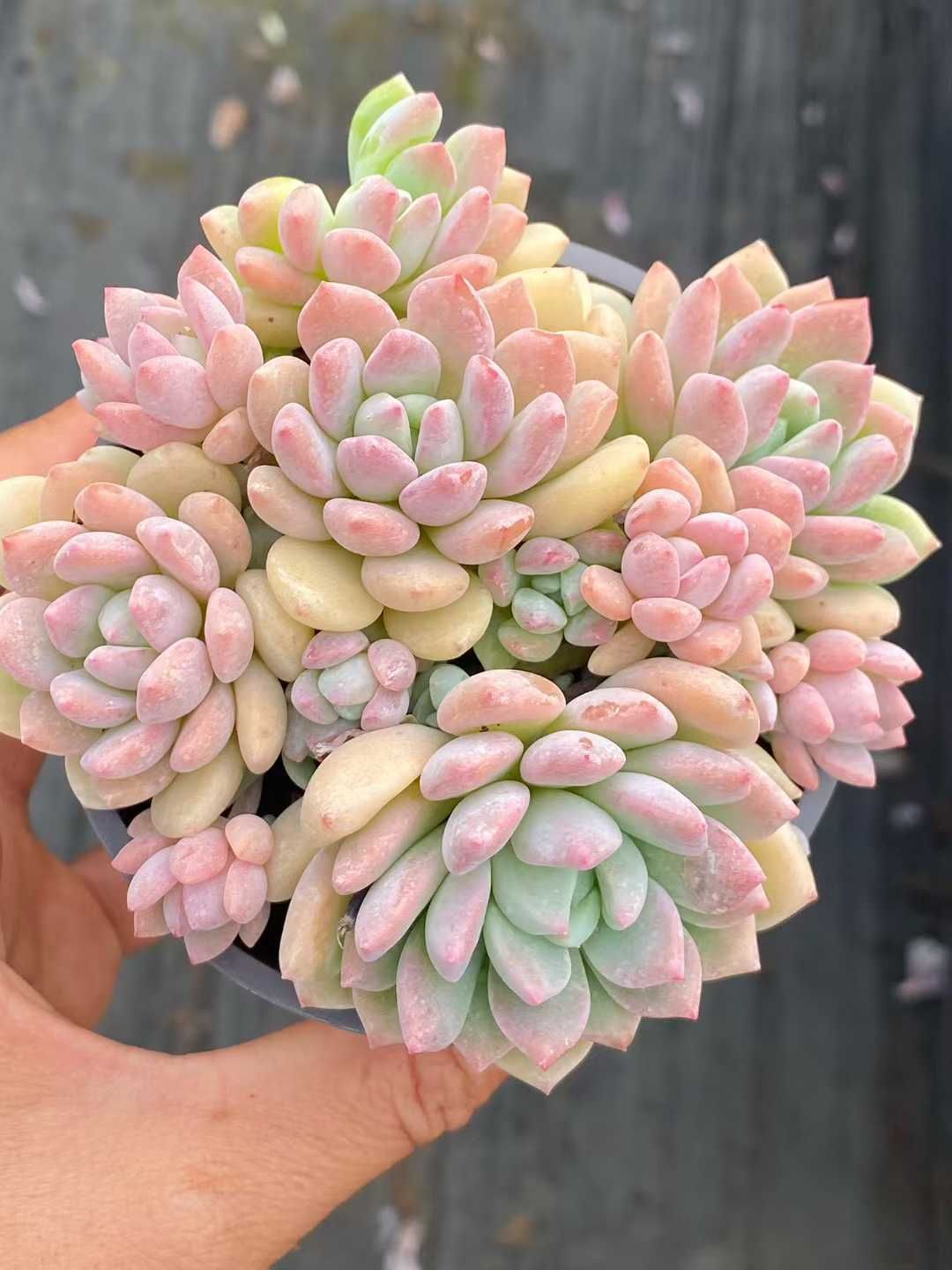 エケベリア・セダム peche 新規オープン記念 プーチピンク×32株 多肉植物 エケベリア セダム