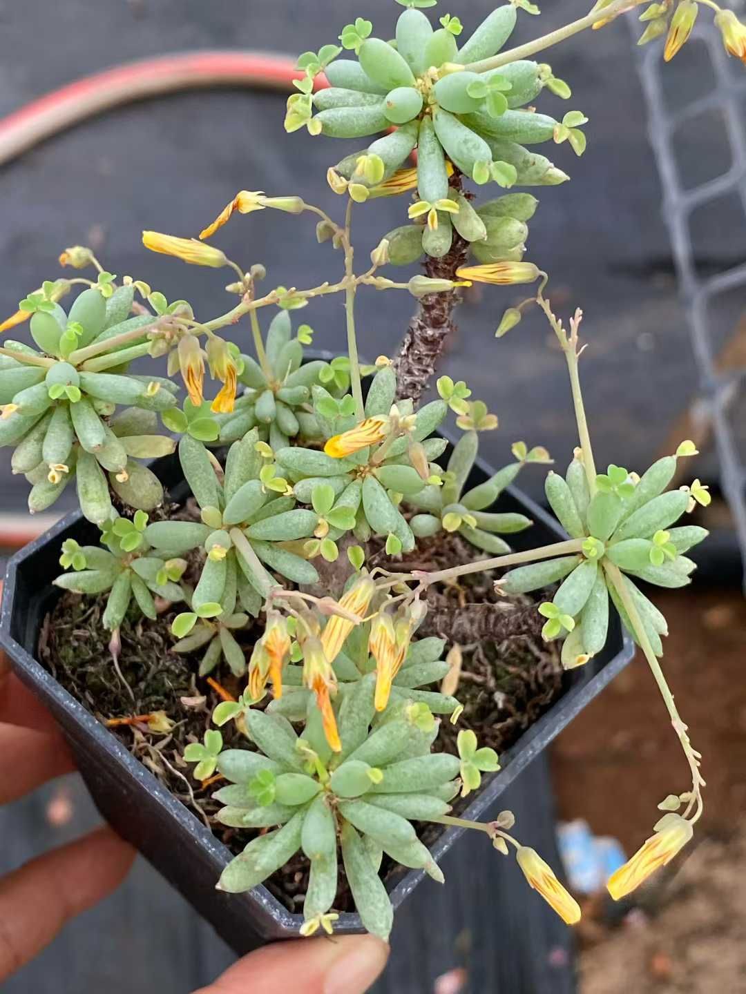 新入荷 五十鈴玉 24鉢 多肉植物 土鉢づき エケベリア セダム アエオニウム 韓国苗 寄せ植え 詰め合わせ QS 1208