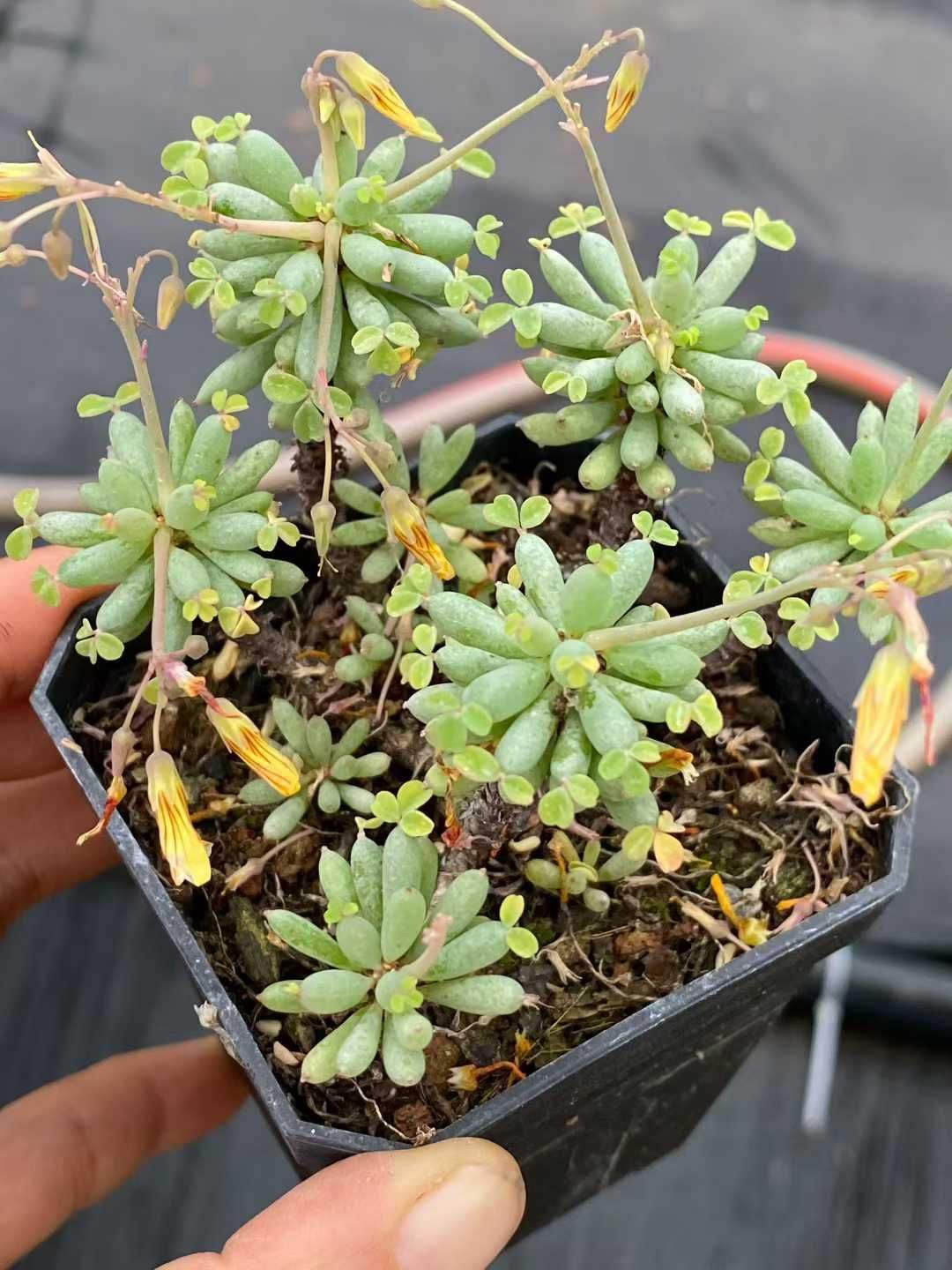 新入荷 五十鈴玉 24鉢 多肉植物 土鉢づき エケベリア セダム アエオニウム 韓国苗 寄せ植え 詰め合わせ QS 1208