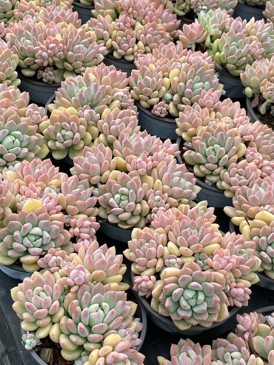 新規オープン記念 プーチピンク×32株 多肉植物 エケベリア セダム