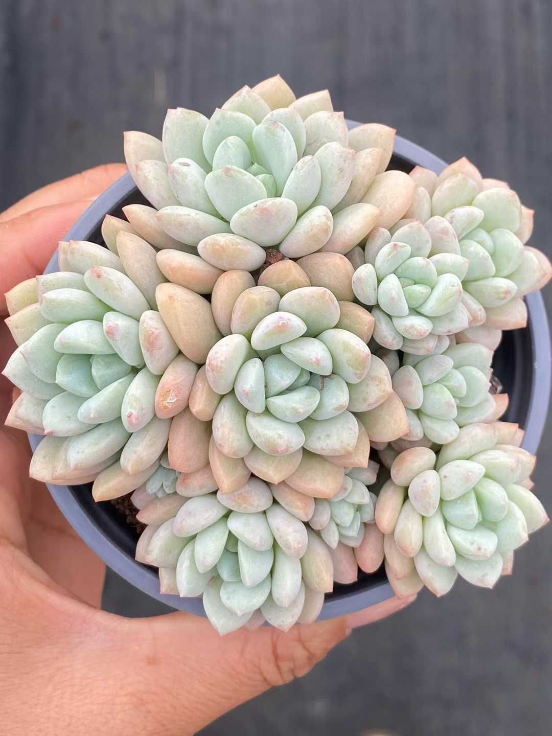 新規オープン記念 玉グリーン×24株 多肉植物 エケベリア セダム