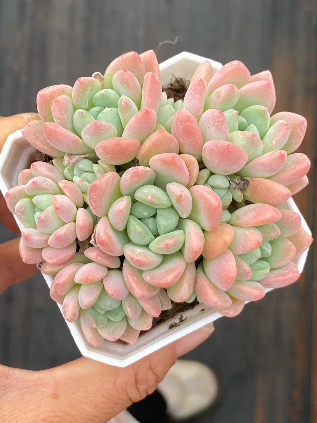 新規オープン記念 ミルクティー×50株 多肉植物 抜き苗 エケベリア