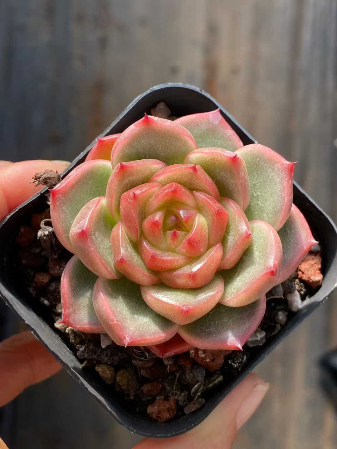 新規オープン記念 ビル・ゲイツ×50株 多肉植物 抜き苗 エケベリア