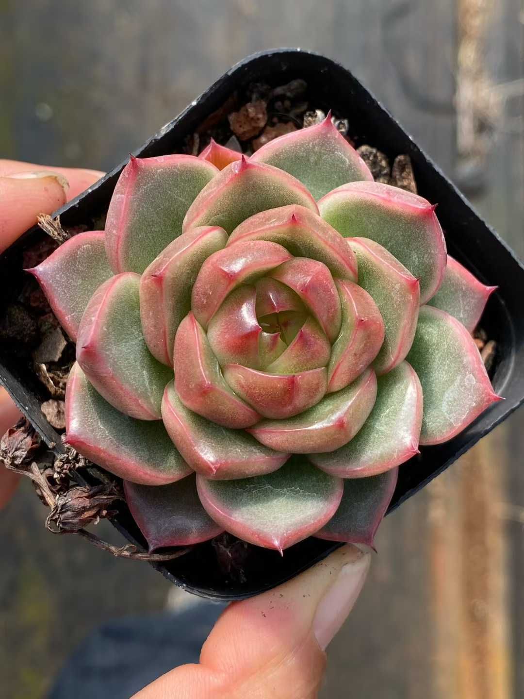 新規オープン記念 スタースノー×50株 多肉植物 エケベリア セダム