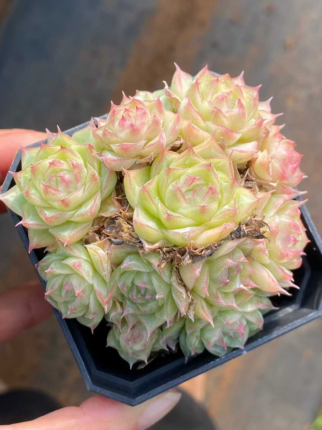 新規オープン記念 パンドラ×24株 多肉植物 エケベリア セダム