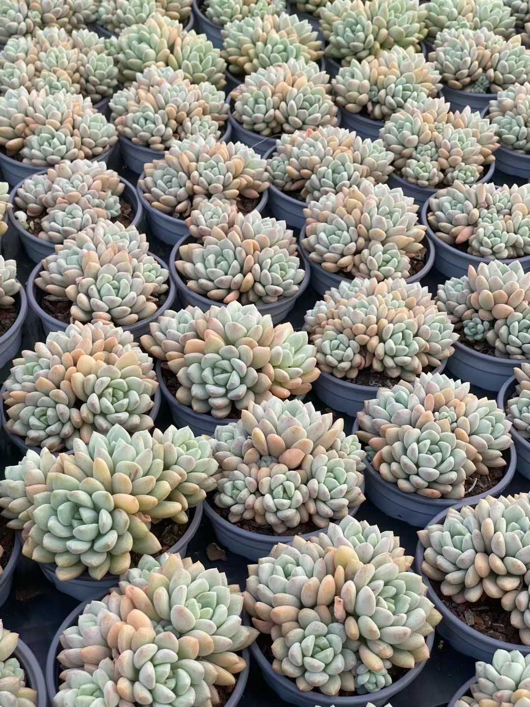 新規オープン記念 玉グリーン×24株 多肉植物 エケベリア セダム